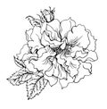 Lush rose with bud and leaves, black and white graphic
